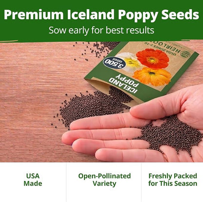 HOME GROWN Iceland Poppy Seeds (0.60g) – 2026 Spring for Planting 3500 Flower Seeds, Iceland Poppy Seeds Papaver nudicaule, Poppy Seeds for Planting Outdoors, Perennial Flower Seeds Garden