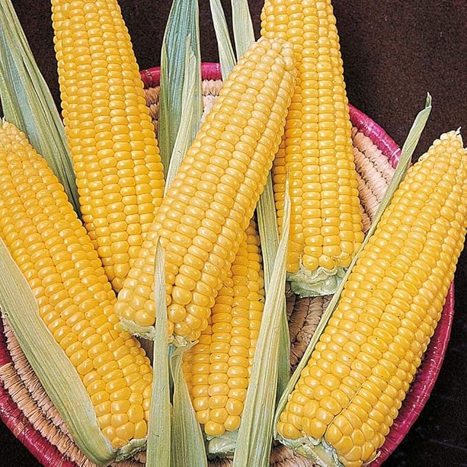 Seeds Sugar Corn Sweet Giant Heirloom Vegetable Non GMO for Planting