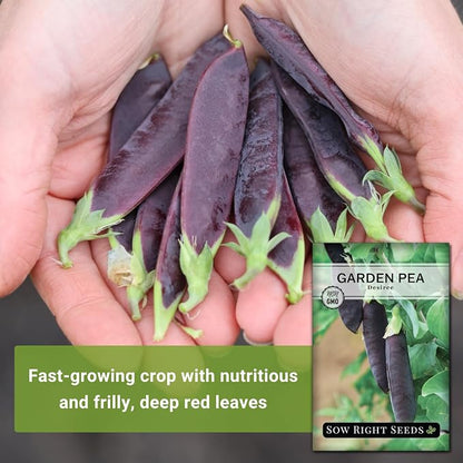 Sow Right Seeds - Desiree Snow Pea Seeds for Planting - Non-GMO Heirloom Packet with Instructions to Plant an Outdoor Home Vegetable Garden - Dwarf Bushes with Purple Pods - Large, Frost Resistant (3)