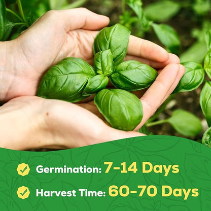 Genovese Basil Seeds for Planting - 500 Heirloom, Non-GMO Seeds - Genovese Basil Herb Seeds for Home Herb Garden, Indoor & Outdoor Herb Gardening