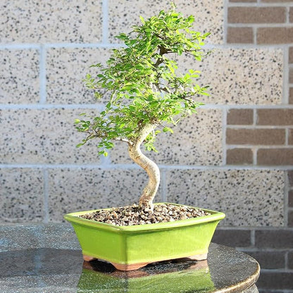 Brussel's Live Chinese Elm Outdoor Bonsai Tree - 15 Years Old; 14" to 18" Tall with Decorative Container