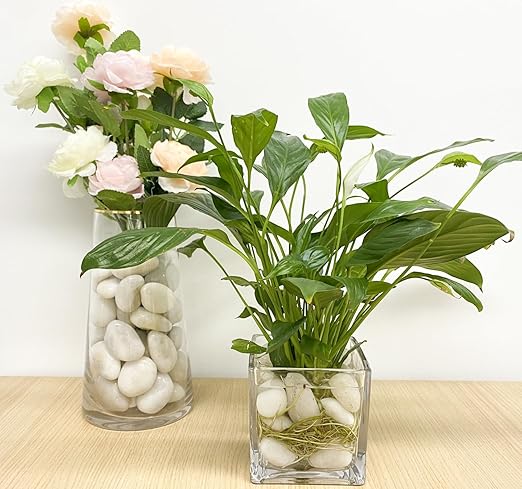FANTIAN 20 lbs White Pebbles for Indoor Plants, 0.8-1.2 inch Small River Rocks for Plants. Decorative White Stones for Planters Vase Fish Tank and Outdoor Garden Landscaping Rocks