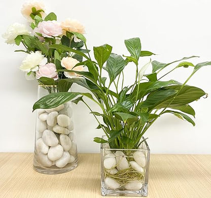 FANTIAN 10 lbs Large River Rocks for Landscaping, 2-3 Inch Polished White Pebbles for Plants, Decorative White Stones for Planters Vase Aquarium and Outdoor Garden Rocks