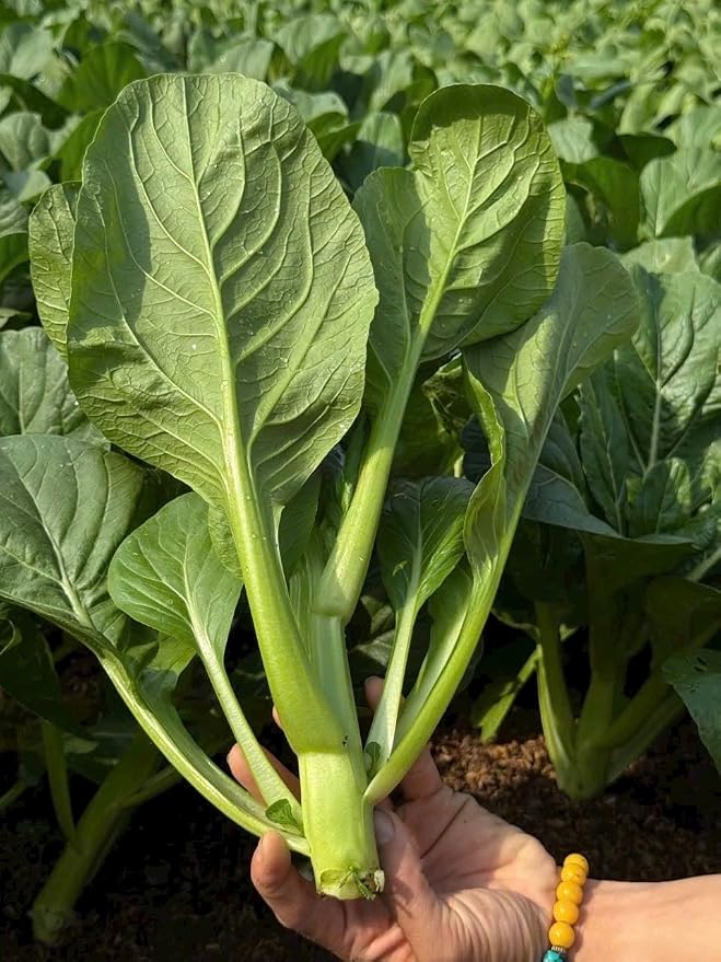 4000 Premium Choy Sum Seeds – Cải Ngồng – Yu Choy – Flowering Chinese Cabbage Seeds – Non-GMO, Heirloom, 99% Germination Rate, Easy to Grow Vegetable for Yard & Garden Planting