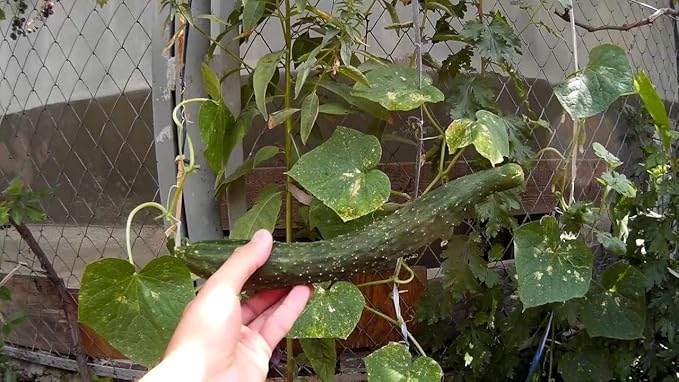 Seeds Cucumber Burpless Chinese Miracle Giant Long Rare Pickling Non GMO Vegetable for Planting