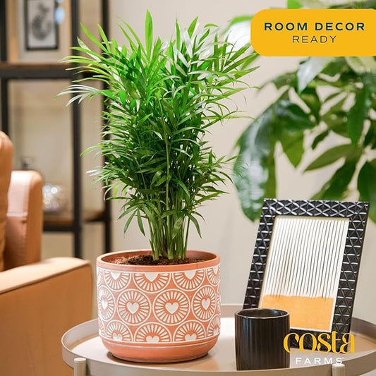 Costa Farms Parlor Palm, Neanthebella, Easy to Grow Houseplant Potted in Décor Plant Pot, Everyday Gift for Mom, For Wife, From Daughter, Son, Room or Home Decor, 1 Foot Tall
