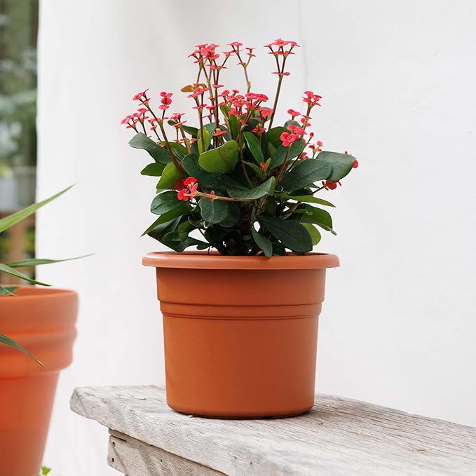 Bloem Posy 6" Terra Cotta Round Resin Planter Pot Indoor and Outdoor Gardening