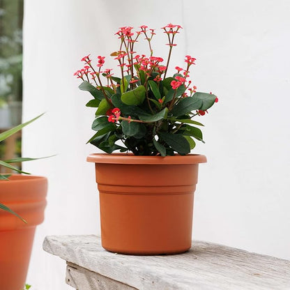 Bloem Posy 6" Terra Cotta Round Resin Planter Pot Indoor and Outdoor Gardening