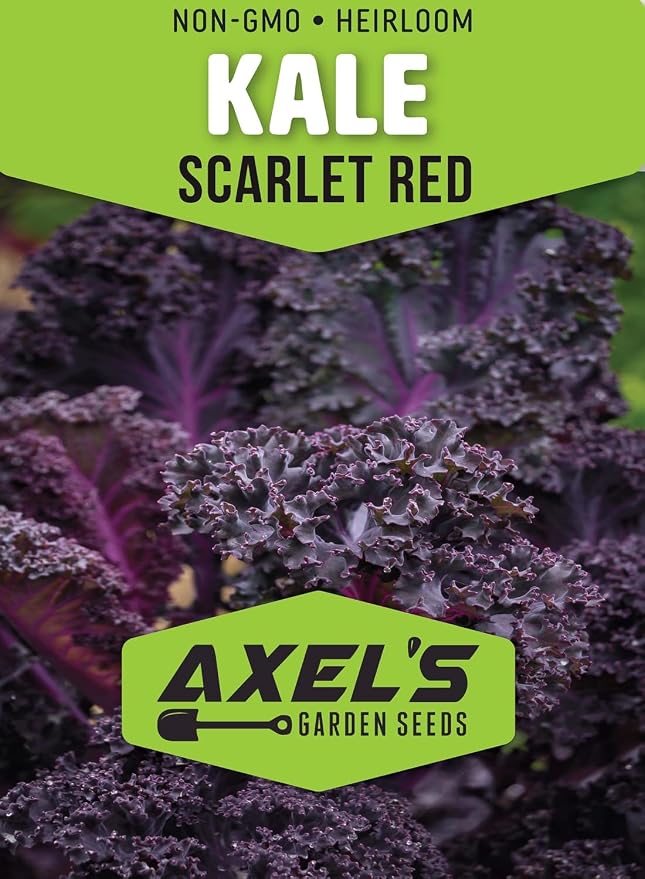 Kale Seeds for Planting - Plant & Grow Heirloom Kale Varieties Home Outdoor Garden – Easy Grow Planting Packet Instructions Included, Great Gardening Gift – 3 Packets of Each Variety