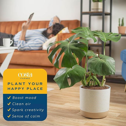 Costa Farms Monstera, Swiss Cheese Plant Live Plant in Decorative Pot, Large Indoor Houseplant, Perfect for Home, Room, or Office Decor, Great House Warming or Birthday Gift, 2-3 Feet Tall