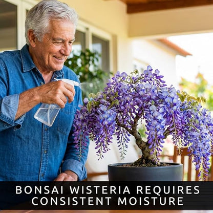 Wisteria Bonsai Starter Tree (1 Year Old Live Plant) – Wisteria Floribunda Seedling – Fast Growing Flowering Vine for Bonsai Training – Outdoor/Indoor Bonsai Tree Starter Kit Plant