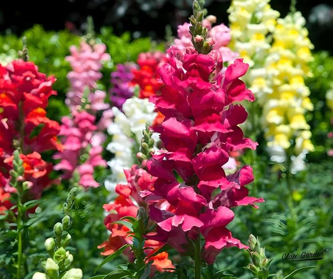 Garden Snapdragon - Maximum Mix - 7,500 Seeds - Mixed Colors, Heirloom Non-GMO USA Grown, Excellent for Pollinators, Annual - Vibrant Flowers for Any Home Garden