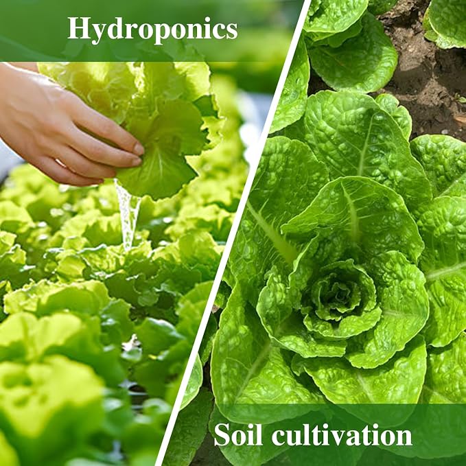 Groundio Romaine Lettuce Seeds Parris Island Vegetable Seeds for Indoor Hydroponic & Outdoor Gardens, Non-GMO 7000 Seeds for Planting, High Germination, Grown in USA(Lactuca Sativa)