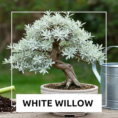 Live Dwarf White Willow Bonsai Tree Cutting to Grow - Stunning Silvery-Green Leaves - Fast Growing, Indoor/Outdoor Bonsai Material - Easy-to-Root & Bloom - Unique Living Gift for Plant Lovers