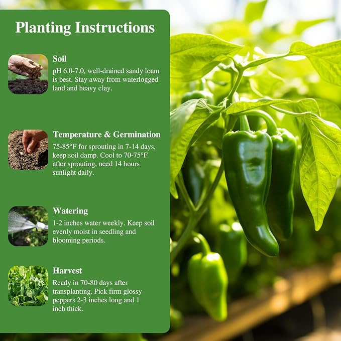 Groundio Jalapeno Pepper Seeds for Planting, Non-GMO Heirloom Vegetable Seeds for Outdoor Home Garden, Easy to Grow, Perfect for Salsa & Hot Sauce