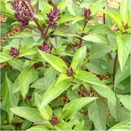Seed Needs Basil Seeds Variety Pack of 8 Herbs for an Indoor Outdoor Garden