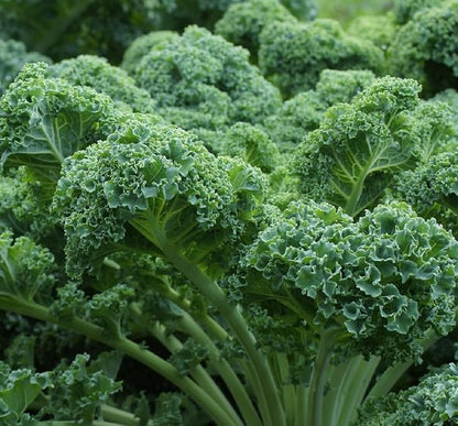 Curled Blue Kale Seeds for Planting – Plant & Grow Heirloom Non-GMO Curled Blue Vates Kale Home Outdoor Vegetable Garden, Brassica oleracea VAR. acephalla – 1 Packet Approx 200 Seeds