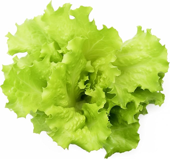 1000+ Black Seeded Simpson Lettuce Seeds for Planting - Heirloom Non-GMO USA Grown Premium Leaf Lettuce Seeds for Planting by RDR Seeds