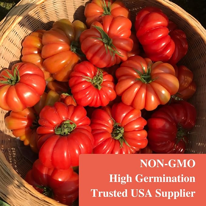 Groundio Beefsteak Tomato Seeds 300+ Non GMO Heirloom, High Germination Indeterminate Seeds for Planting, Large Meaty Slicing Fruits, Vegetable Garden (Solanum lycopersicum)