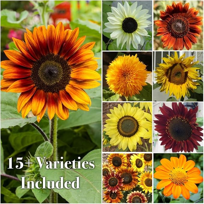 Seed Needs Butterfly Garden Bulk Seed Variety Collection 4 Large Bulk Packs