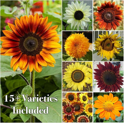 Seed Needs Butterfly Garden Bulk Seed Variety Collection 4 Large Bulk Packs