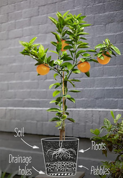 GARDENERA Citrus Tree Potting Soil Mix, Special Blend for Indoor Oranges, Lemons, Limes and More - (1 Quart Bag)