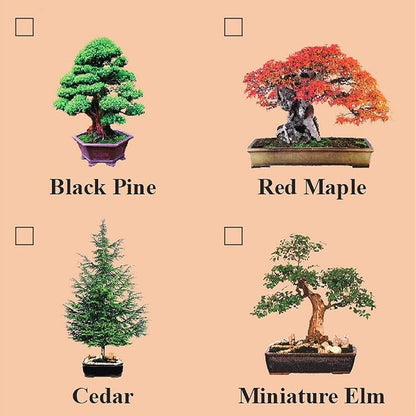 Eve's Red Maple Bonsai Seed Kit, Woody, Complete Kit to Grow Red Maple Bonsai from Seed