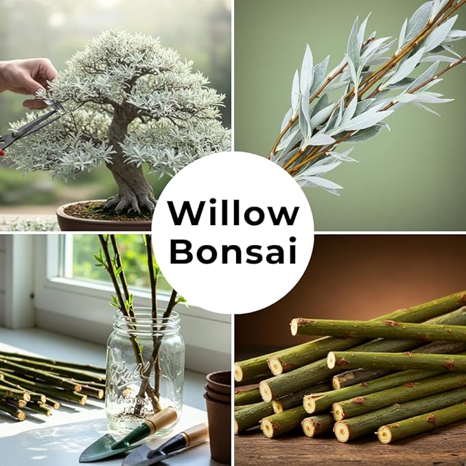 Live Dwarf White Willow Bonsai Tree Cutting to Grow - Stunning Silvery-Green Leaves - Fast Growing, Indoor/Outdoor Bonsai Material - Easy-to-Root & Bloom - Unique Living Gift for Plant Lovers
