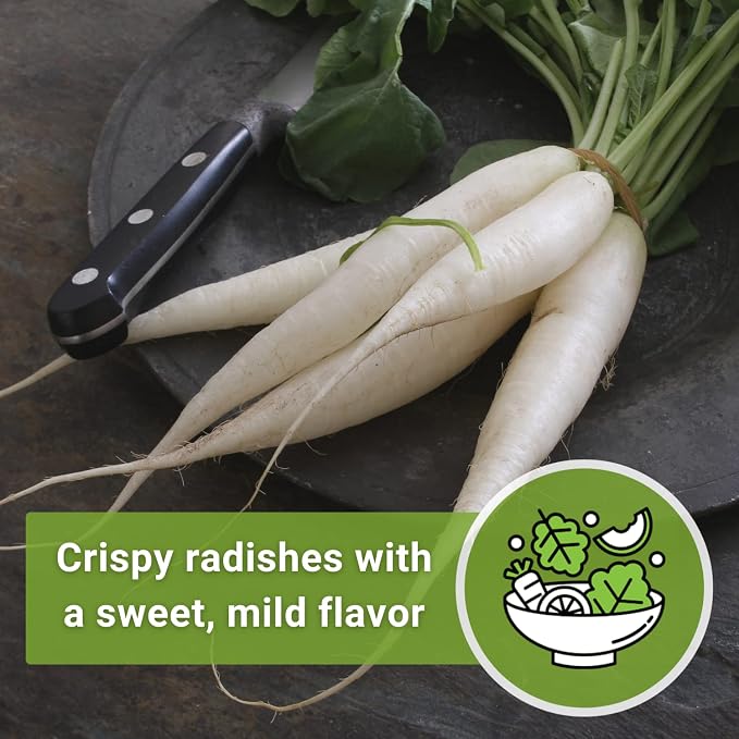Sow Right Seeds - Japanese Minowase Daikon Radish Seeds for Planting - Non-GMO Heirloom Packet with Instructions to Plant a Home Vegetable Garden - Spring or Fall Planting Outdoors - Long White (2)