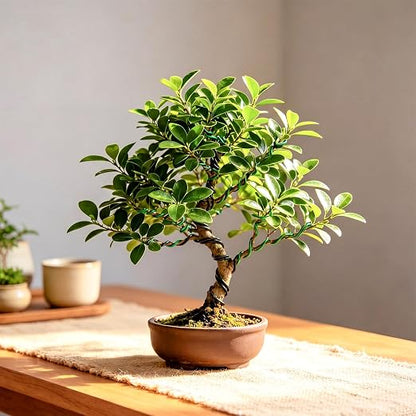 Mudder 5 Roll Aluminum Bonsai Training Wire Tree 1/1.5/2.0mm 160 Feet Total with Bonsai Wire Cutter Anodized Training for Holding Branches Small Trunks(Colorful)