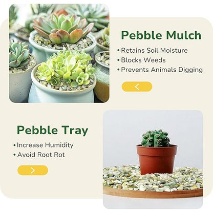 GreatBuddy 5-lb Decorative Rocks for Indoor Plants, 3/8" Jade Pebbles for Planters, Gravel for Succulent, Vases, Bamboo, Garden Landscaping, Crafts, Aquariums, Natural Polished