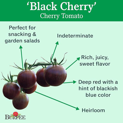 Burpee 'Black Cherry' Tomato, Purple Cherry Tomato, Sweet Rich Flavor, 30 Non-GMO Seeds
