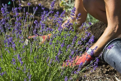 Premium Lavender Potting Soil by Gardenera - Unlock The Full Potential of Your Lavender Plants - 5 QUARTS