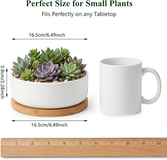 ZOUTOG Succulent Pots,6 Inch Succulent Planters with Drainage and Tray,White Ceramic Planters for Indoor Plants,Round Flower Plant Pots,Pack of 2