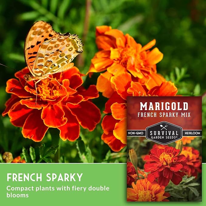 French Sparky Marigold Seeds for Planting - Grow Red & Orange Patula Flowers in Your Home Vegetable Garden - Heirloom Non GMO - Survival Garden Seeds (2 Packs)