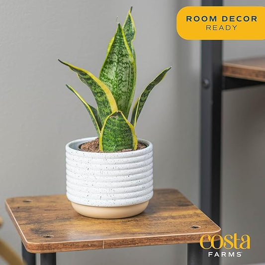 Costa Farms Snake Plant, Sansevieria Live Plant in Decorative Pot, Easy to Maintain, Air Purifying Succulent Indoor Houseplant, Assorted Variety, Home, Room, or Office Décor, 8-12 Inches Tall