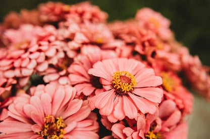 Luminosa Zinnia - 100 Seeds - Beautiful Pink Zinnia Variety, Giant Flowers, Attracts Butterflies & Pollinators, Non-GMO Heirloom Zinnia Seeds for Planting in The Home Garden, Thresh Seed Company