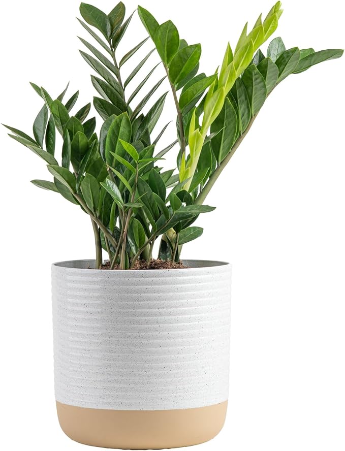 Costa Farms ZZ Live Plant in Decorative Pot, Easy to Maintain, Large Air Purifying Indoor Houseplant, Perfect for Home, Room, or Office Decor, Great House Warming or Birthday Gift, 2-3 Feet Tall