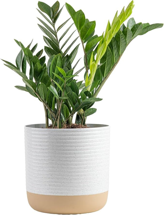 Costa Farms ZZ Live Plant in Decorative Pot, Easy to Maintain, Large Air Purifying Indoor Houseplant, Perfect for Home, Room, or Office Decor, Great House Warming or Birthday Gift, 2-3 Feet Tall
