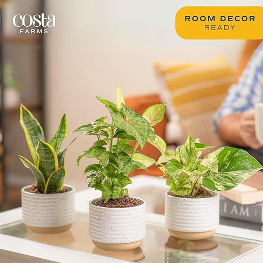 Costa Farms Live Indoor Plants in Decorative Pots, Easy to Maintain, Air Purifying Houseplants, Assorted Varieties, Room or Home Decor, House Warming Gift, 8-12 Inches Tall, Pack of 3