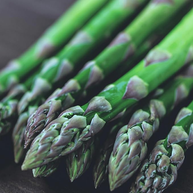Jersey Knight Asparagus Roots - Hardy and High Yielding, 2yr Bare Root Asparagus Crowns from Hand Picked Nursery (50)