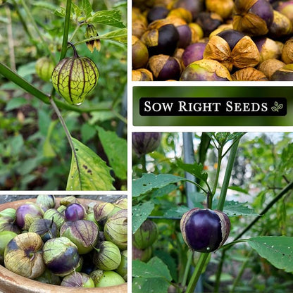 Sow Right Seeds - Purple Tomatillo Seeds for Planting - Non-GMO Heirloom Packet with Instructions to Plant an Outdoor Home Vegetable Garden - Mexican Husk Tomato - Ground Cherries Great for Salsa (1)