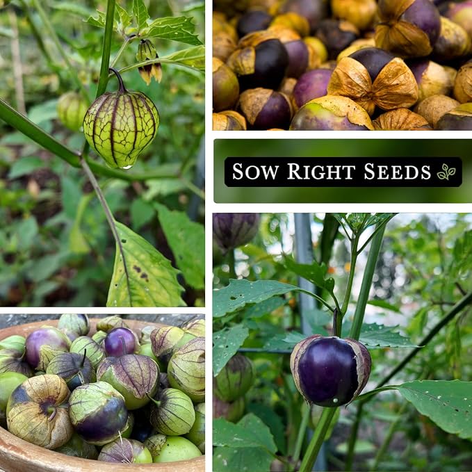 Sow Right Seeds - Purple Tomatillo Seeds for Planting - Non-GMO Heirloom Packet with Instructions to Plant an Outdoor Home Vegetable Garden - Mexican Husk Tomato - Ground Cherries Great for Salsa (2)