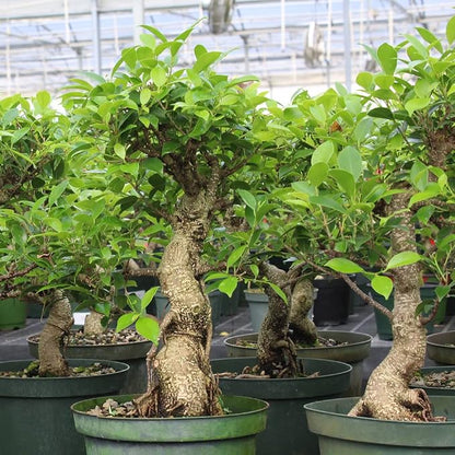 Brussel's Bonsai - Live Golden Gate Ficus Bonsai Tree Kit with Ceramic Bonsai Pot & Bonsai Soil, Indoor Bonsai Plant Starter Kit, Easy Care Houseplant for Home or Office (Medium)