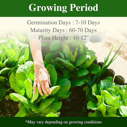 Groundio Romaine Lettuce Seeds Parris Island Vegetable Seeds for Indoor Hydroponic & Outdoor Gardens, Non-GMO 7000 Seeds for Planting, High Germination, Grown in USA(Lactuca Sativa)