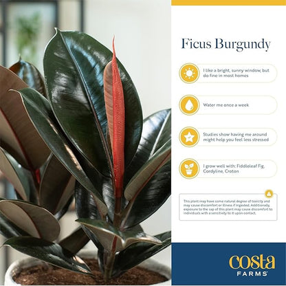Costa Farms Burgundy Rubber Live Plant in Decorative Pot, Air Purifying Large Indoor Houseplant, Perfect for Home, Room, or Office Decor, Great House Warming or Birthday Gift, 2-3 Feet Tall
