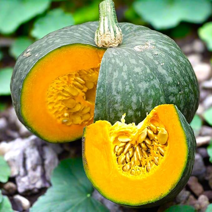 TomorrowSeeds - Kabocha Squash Seeds - 20+ Count & 20+ Japanese Red Kuri Squash - for 2026 Planting Japanese Pumpkin Green Hokkaido Ebisu Asian Tetsukabuto Buttercup Gourd Garden Vegetable