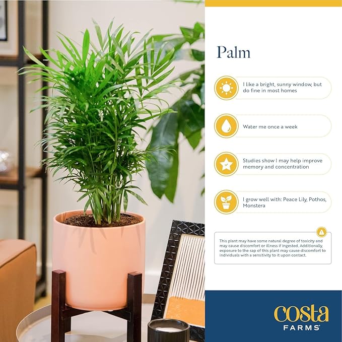 Costa Farms Cat Palm, Live Indoor Houseplant in Décor Planter, Tree-Like Floor House Plant Potted in Soil, Housewarming Gift for New Home, Living Room or Office Decor, Patio Decor, 3-4 Feet Tall