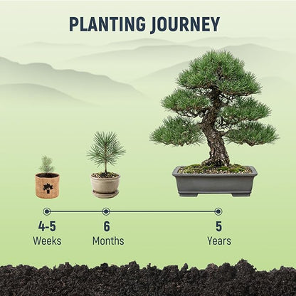 Bonsai Tree Kit - Complete Indoor Bonsai Starter Kit with 5 Unique Tree Seeds, Bonsai Tools - DIY Gardening Gift for Adults Women Men, Mom, Her, Friend (5 Bonsai Trees)