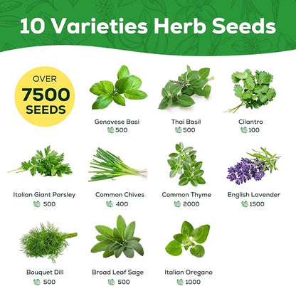 10 Herb Seeds Variety Pack - 7,000+ Heirloom Seeds - Basil, Cilantro, Lavender, Parsley, Dill, Thyme, Chives, Oregano, Sage, Herb Garden Kit for Planting Home Garden, Gardening Gift